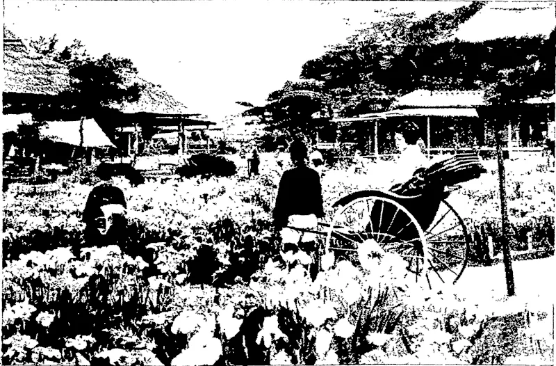 SCENES FROM JAPAN: A JAPANESE IRIS GARDEN. (Otago Witness, 30 March 1904)