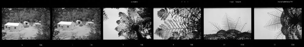 Orongorongo Opossum Research Station. Tree Fern Patterns "Centre" Fork of Green's Stream, Orongorongo River Area