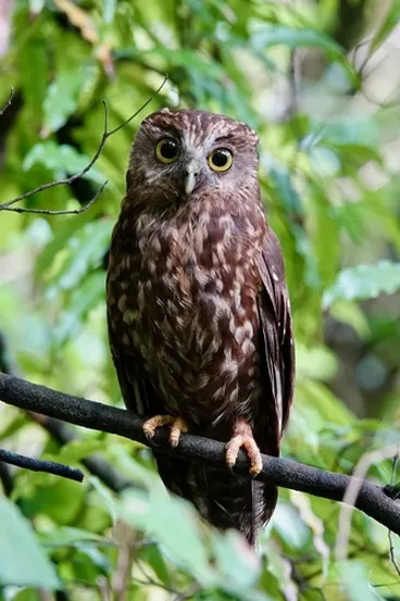 Image: Ruru (Morepork)
