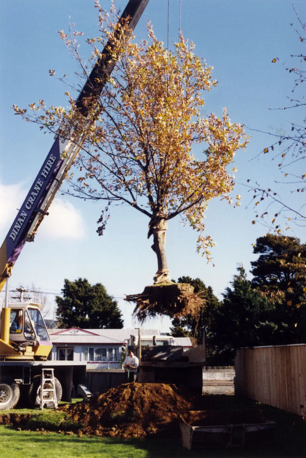 Oak from leisure pool site transplanted to Tawai Street reserve