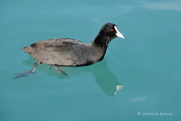 Image: Australian Coot, Ohau Canal, Twizel