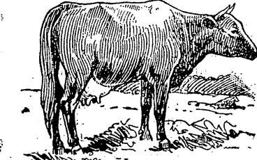 Image: SHORTHORN inT.Tr TYPE. (Northern Advocate, 28 October 1893)