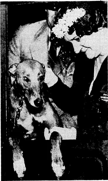 Image: Sport'and General" Photo. Mrs. J. F. Cearns and the greyhound for which she paid a record price. The dog, whose name is Ballyhennessy Sandhills, has already commenced training for The Laurels, the big Wimbledon dog classic, which Mrs. Cearns won last year with Top of the Carlow Road. (Evening Post, 10 August 1937)