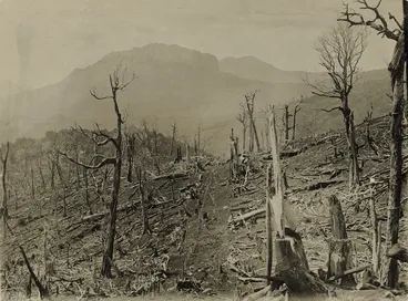 Image: Remains of a forest after a burn off, Rip Station, Tapuwaeroa Valley, Gisborne