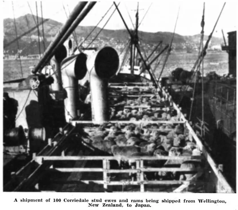 A shipment of 100 Corriedale stud ewes and rams being shipped from Wellington, New Zealand, to Japan