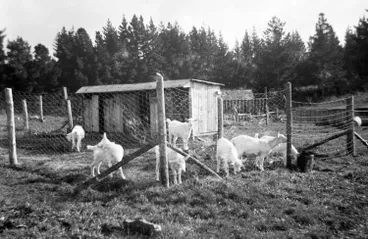 Image: Goats in a pen, Swanson, 1958