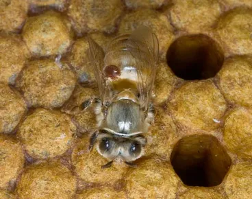Image: Varroa bee mite