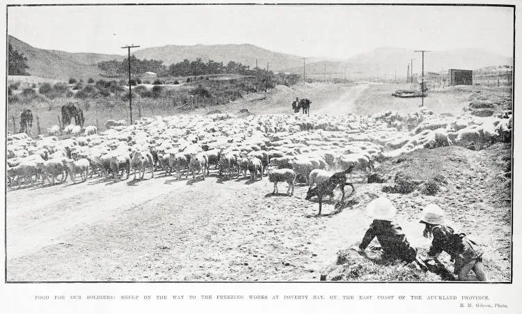 Food for our soldiers: sheep on the way to the freezing works at Poverty Bay, on the East Coast of the Auckland Province