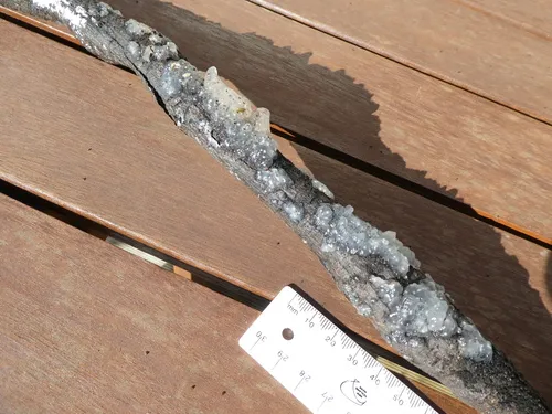 Crystal Brain Fungus