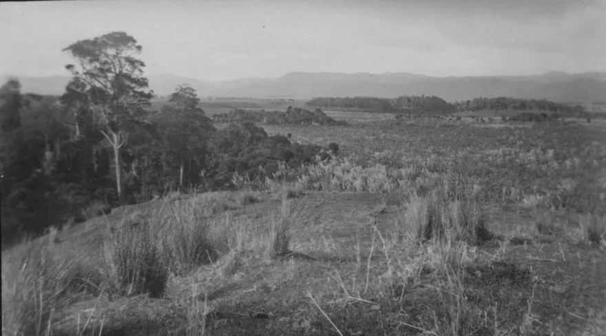 Swampy Farmland, Horowhenua.