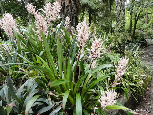 Helmholtzia glaberrima