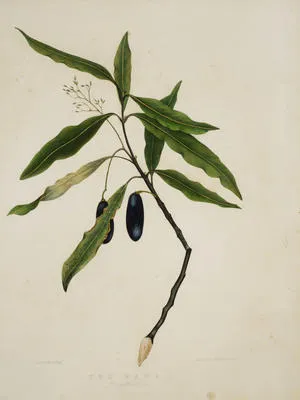 The Taua, A Large Forest Tree