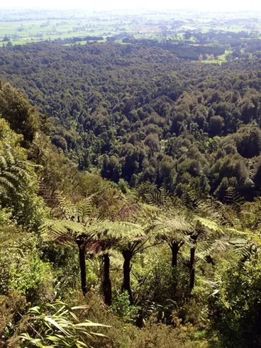 Image: Cyathea medullaris
