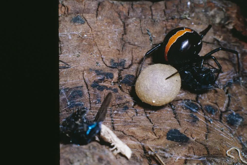 Katipo Spider Nursing its Egg Ball