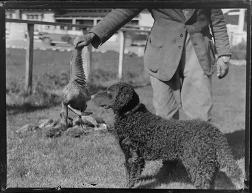 Image: Dog with a dead duck