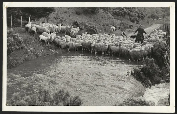 John Apperley fording Coast Road with sheep, Wainuiomata