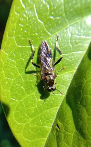 Garden soldier fly
