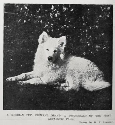 Image: A SIBERIAN PUP, STEWART ISLAND, A DESCENDANT OF THE FIRST ANTARCTIC PACK