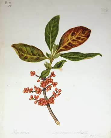 Image: Featon, Sarah Ann 1847 or 1848-1927 :Karamu. Coprosma robusta. F.113. H.N.Z. flora. No 18. [ca 1890]