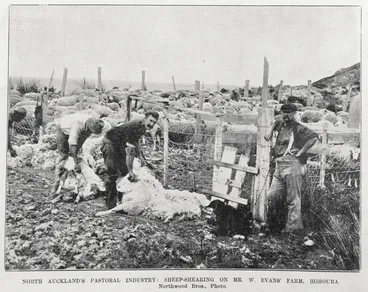 Image: Sheep shearing on Mr W Evans' farm in Houhora, Northland