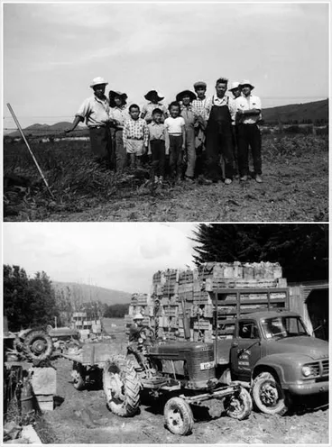 Ding market garden Image: Ding market garden