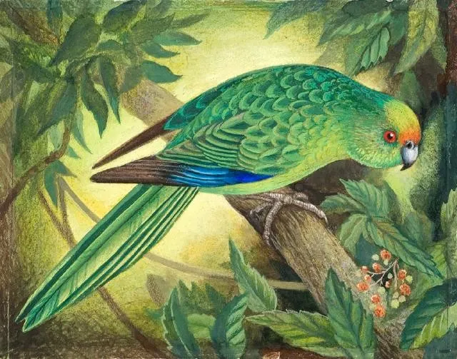 Eileen Mayo - Kākāriki Karaka / Orange-fronted Parakeet