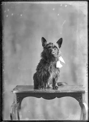 Image: Miss Barnett's dog, 1911