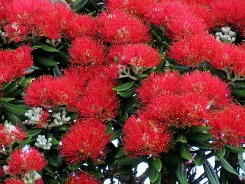 Pohutukawa