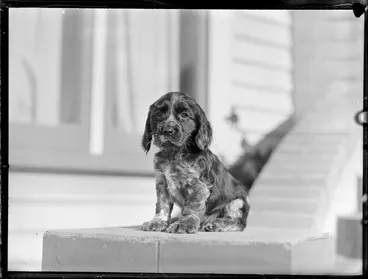 Image: Springer spaniel puppy