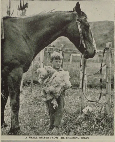 Image: A small helper from the shearing sheds