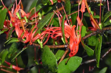 Image: Red mistletoe