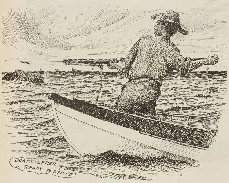 Boatsteerer ready to strike