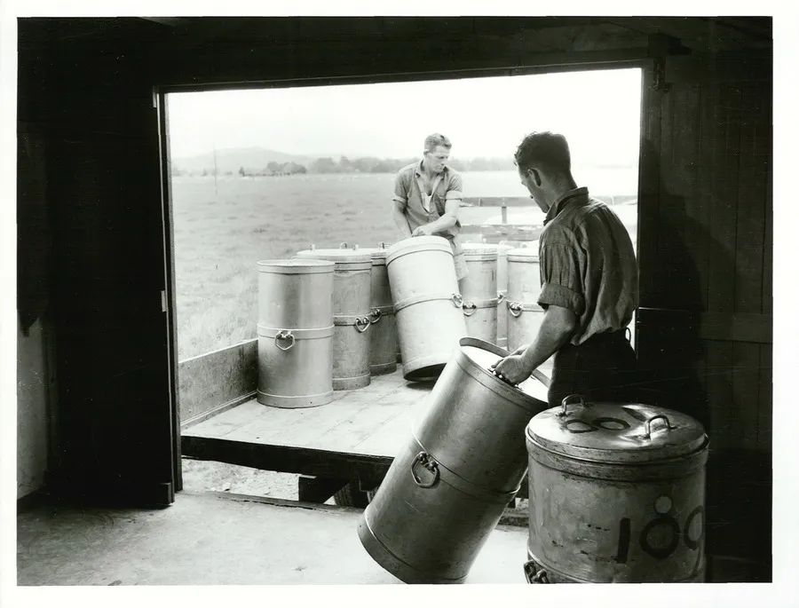 Twenty gallon cans of milk being loaded from the farm dairy for delivery to the cheese factory