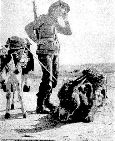 Image: Empire troops in the Near East have had to adapt themselves to the handling of mules and donkeys on all sorts of difficult country. This Australian soldier is finding the situation harder than usual and is expressing his candid opinion of his problem.. (Evening Post, 17 June 1941)