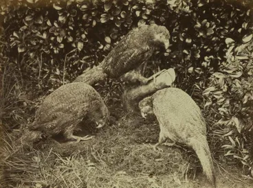 Image: Photograph: Three Kakapo