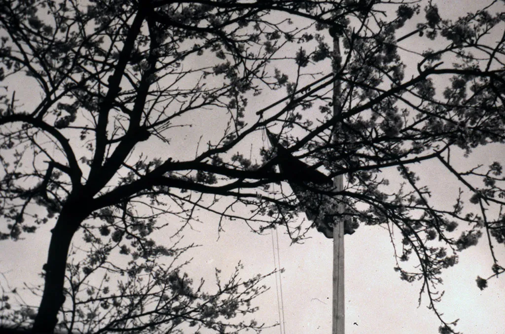 Cherry Blossom, April 1951