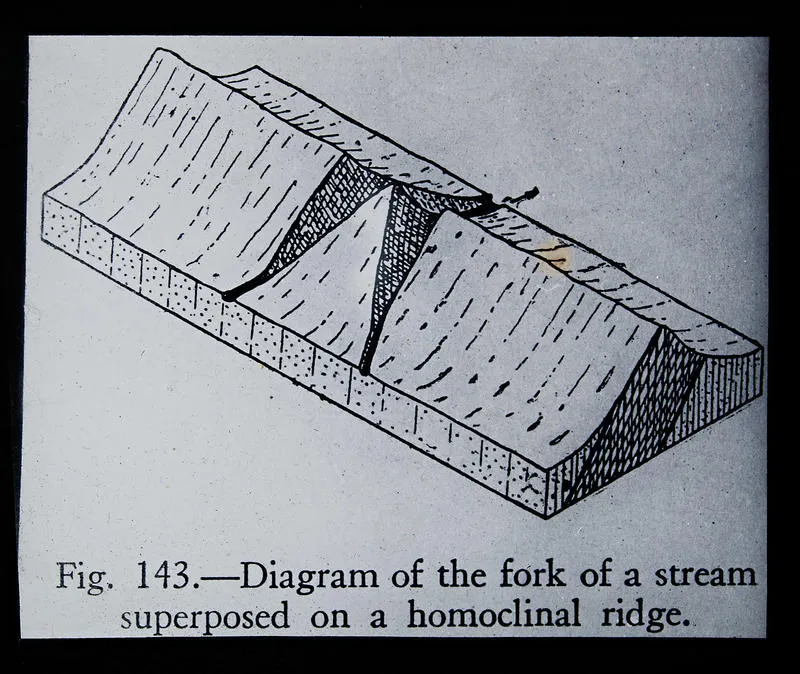 Fig.143.-Diagram of the fork of a stream superposed on a homoclinal ridge.