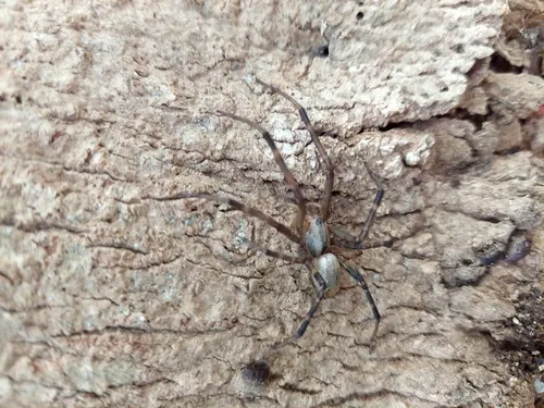 Sheetweb Spiders