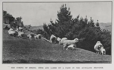 Image: THE COMING OF SPRING: EWES AND LAMBS ON A FARM IN THE AUCKLAND PROVINCE