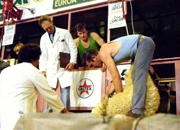 Australian shearers in Trans-Tasman contest : digital image