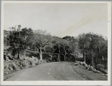 Summit Road near Kennedys Bush Image: Summit Road near Kennedys Bush