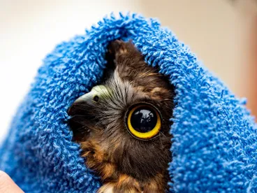 Image: Ruru in care at Wildbase Recovery Centre