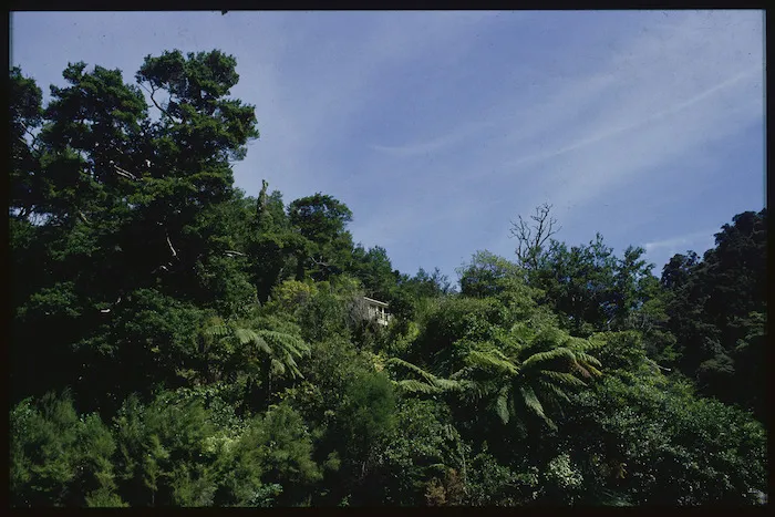 Bach in Orongorongo Valley