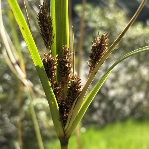 Cyperus ustulatus