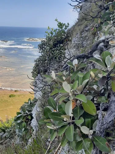 Marlborough Rock Daisy