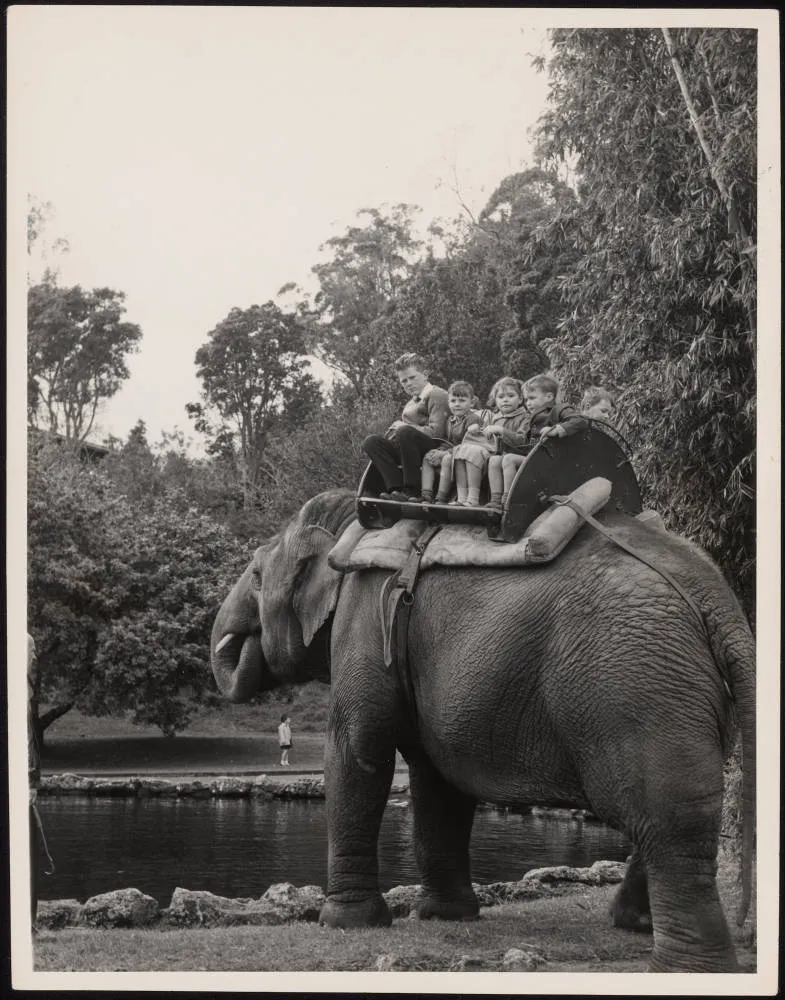 Children riding on an elephant at the Auckland Zoo