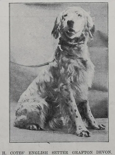Image: H Cotes' English Setter dog 'Grafton Devon'