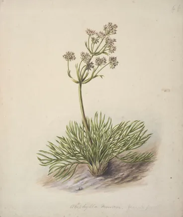 Image: Wild Spaniard