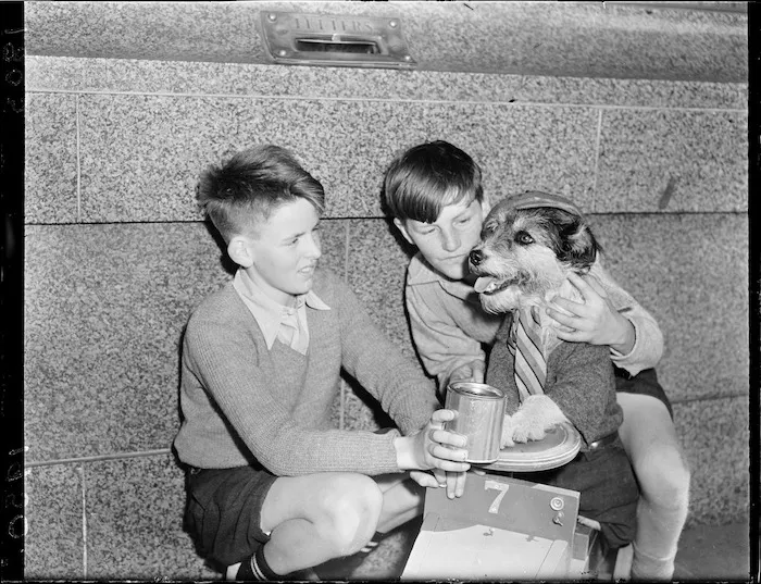 Dog dressed up for Guy Fawkes celebrations