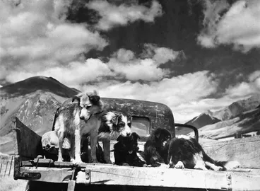 Image: Sheep dogs, Grasmere Station, near Cass, Canterbury Region